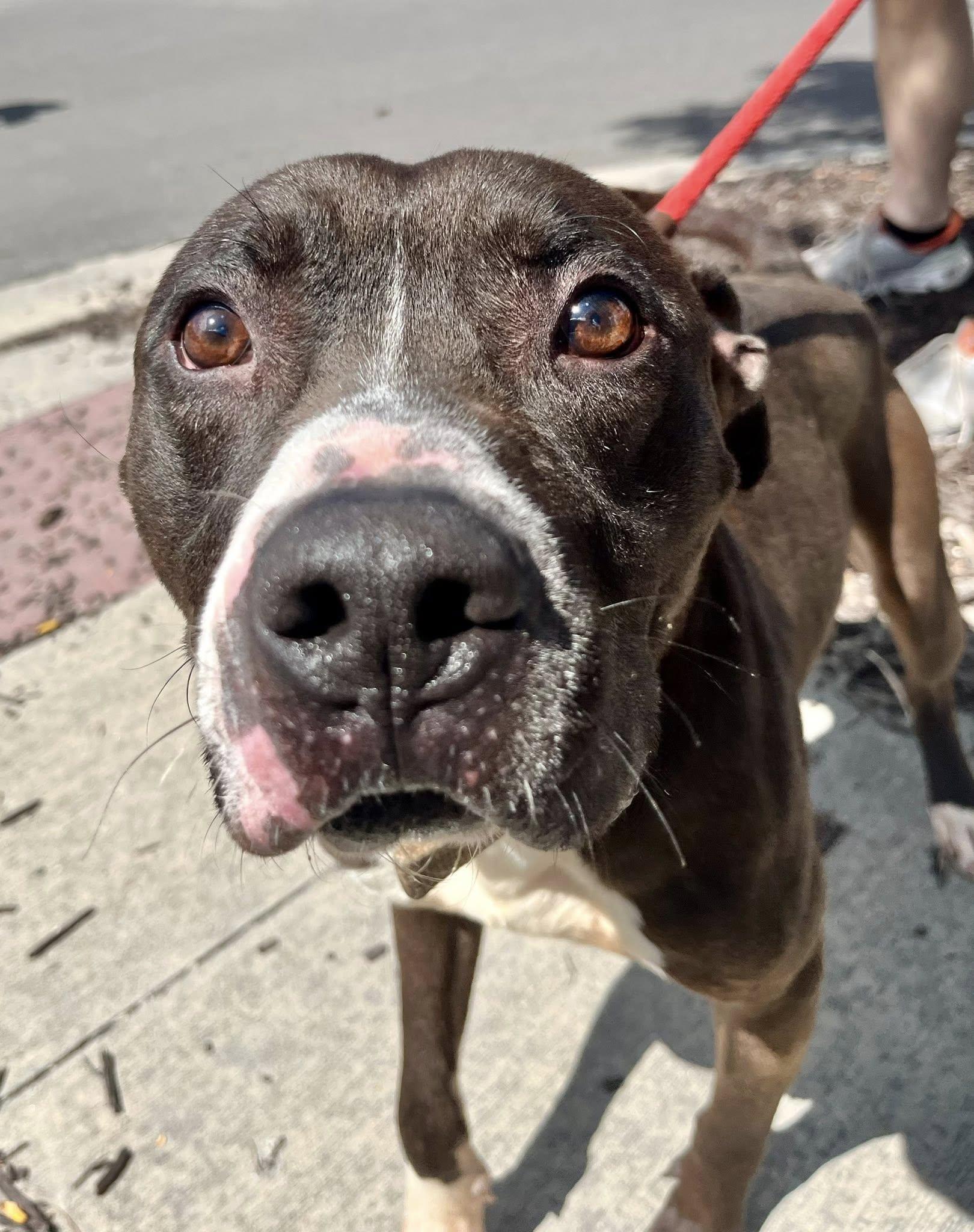 KOBE- Needs a foster/forever home! — thumbnail 4