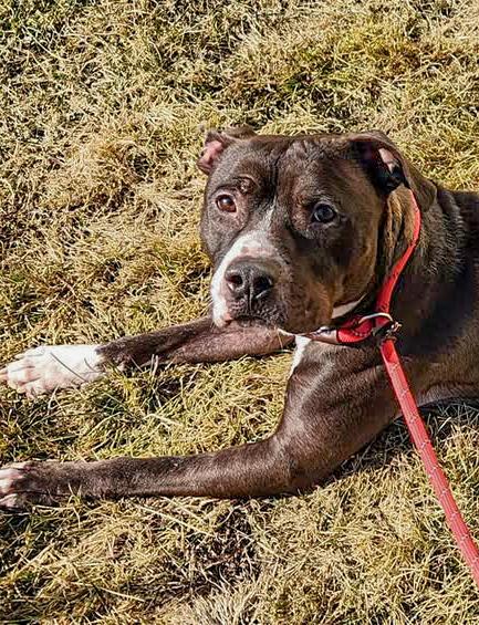 KOBE- Needs a foster/forever home!, an adoptable Boxer in Birmingham, MI, 48012 | Photo Image 5