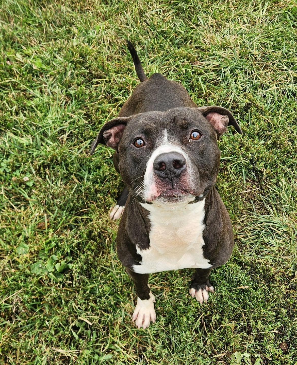 KOBE- Needs a foster/forever home!, an adoptable Boxer in Birmingham, MI, 48012 | Photo Image 3