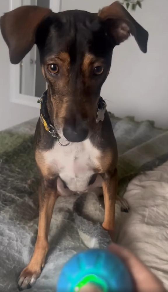 Parker4257, Adoptable, Adult Female Terrier & Beagle.