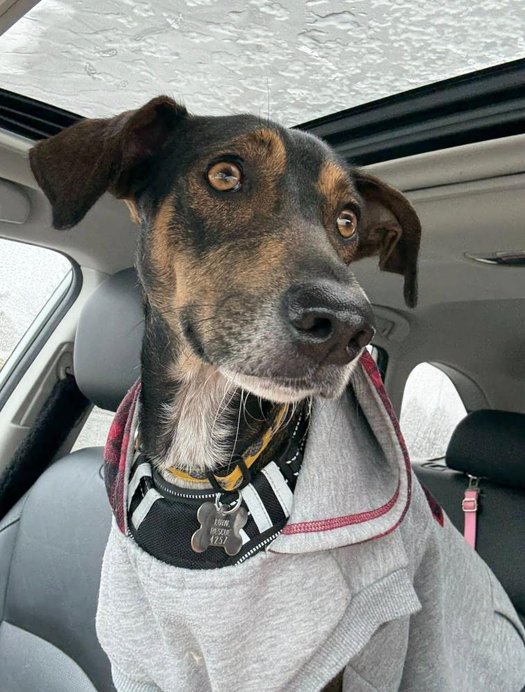 Enlarge Parker4257, a Adoptable mixed breed in Pickering, ON image 2/3