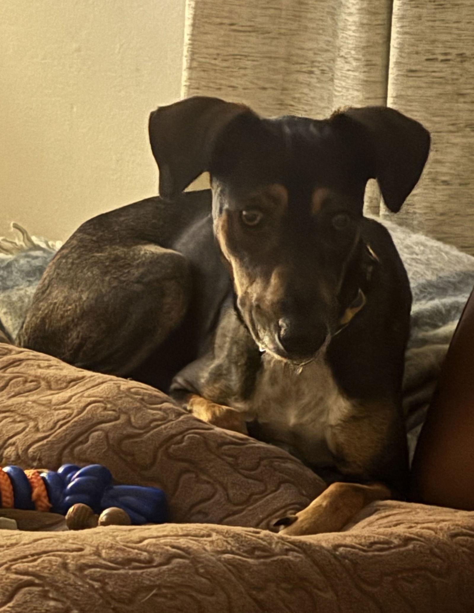 Enlarge Parker4257, a Adoptable mixed breed in Pickering, ON image 3/3