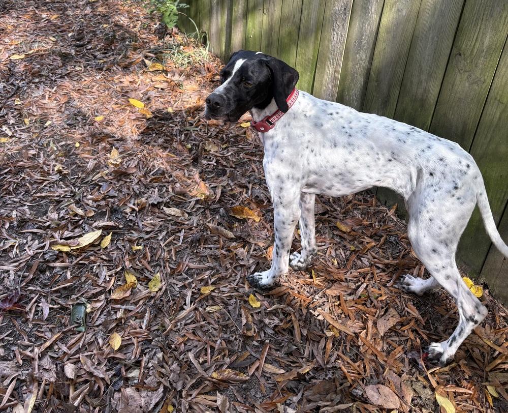 Available for Adoption - Ember (located in USA), Adoptable, Young Male English Pointer.