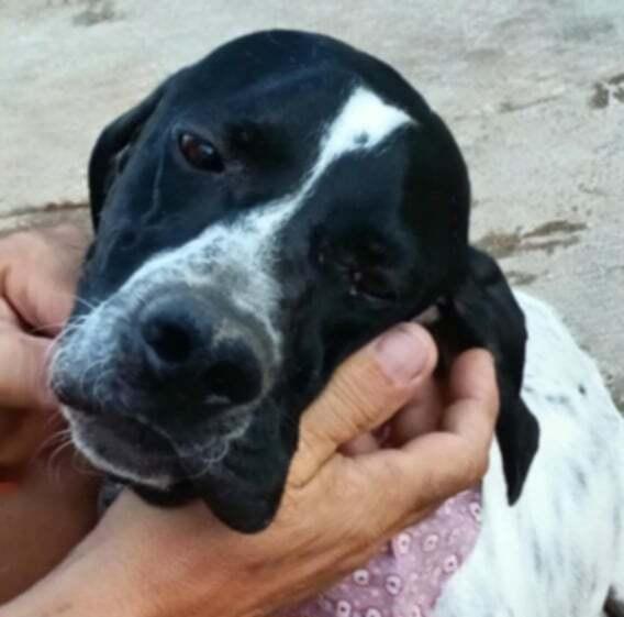 Available for Adoption - Ember (located in USA), a Adoptable English Pointer in Durham, NC image 2/3