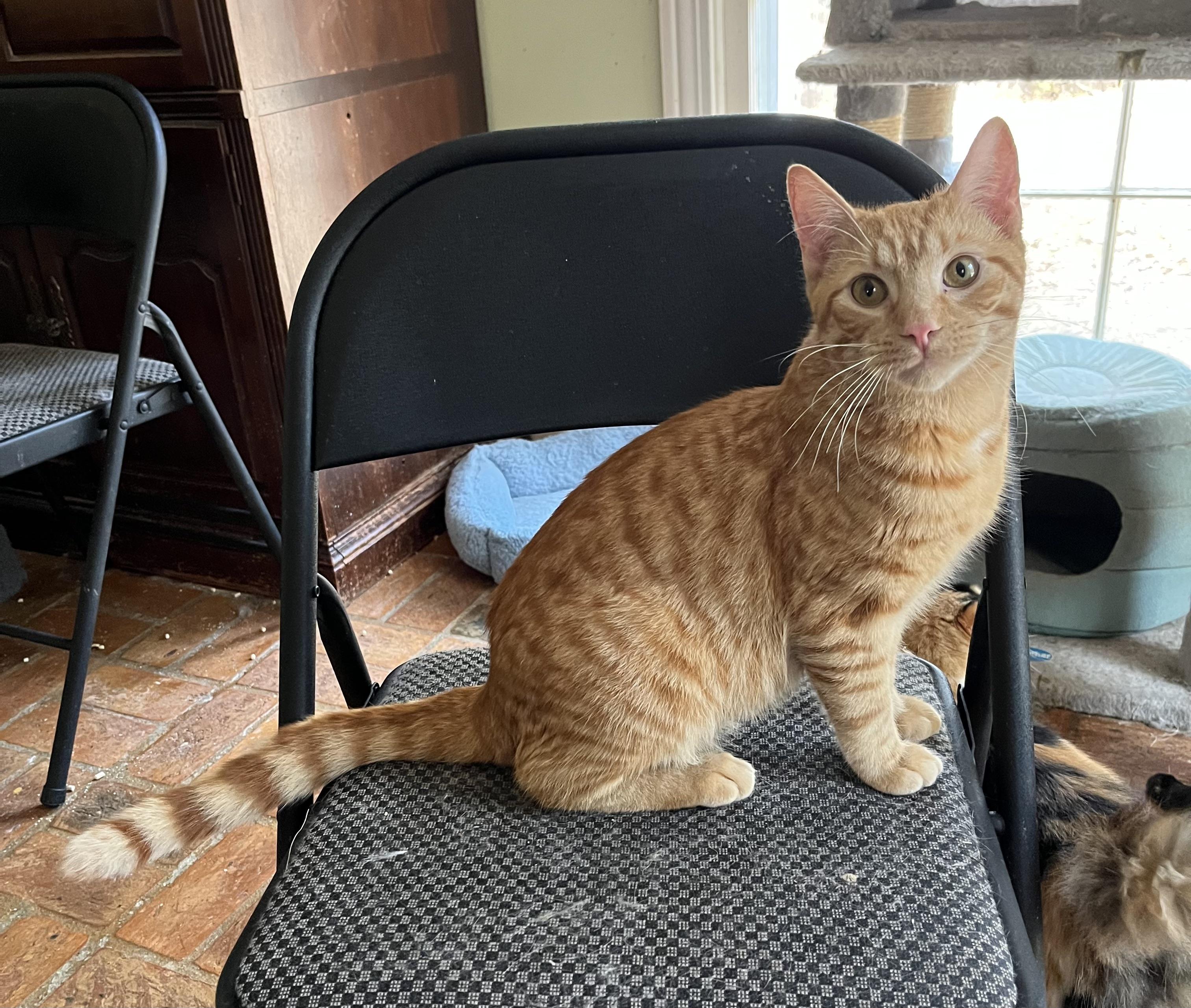 Enlarge Ollie, an adopted Tabby in Mobile, AL image 1/1