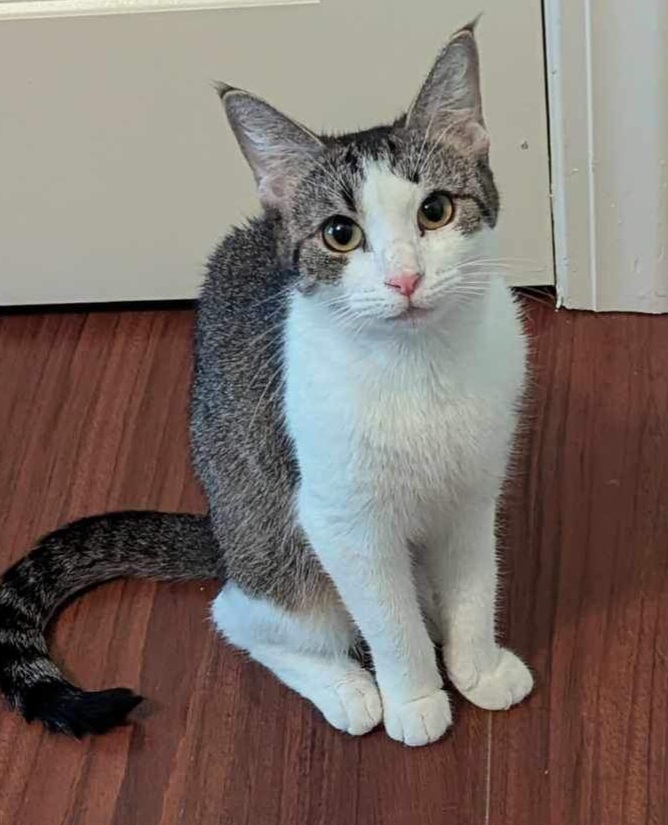 Suni, a Adoptable Domestic Short Hair in Greenville, NC image 1/6