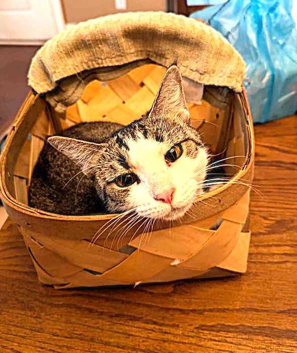 Suni, a Adoptable Domestic Short Hair in Greenville, NC image 3/6