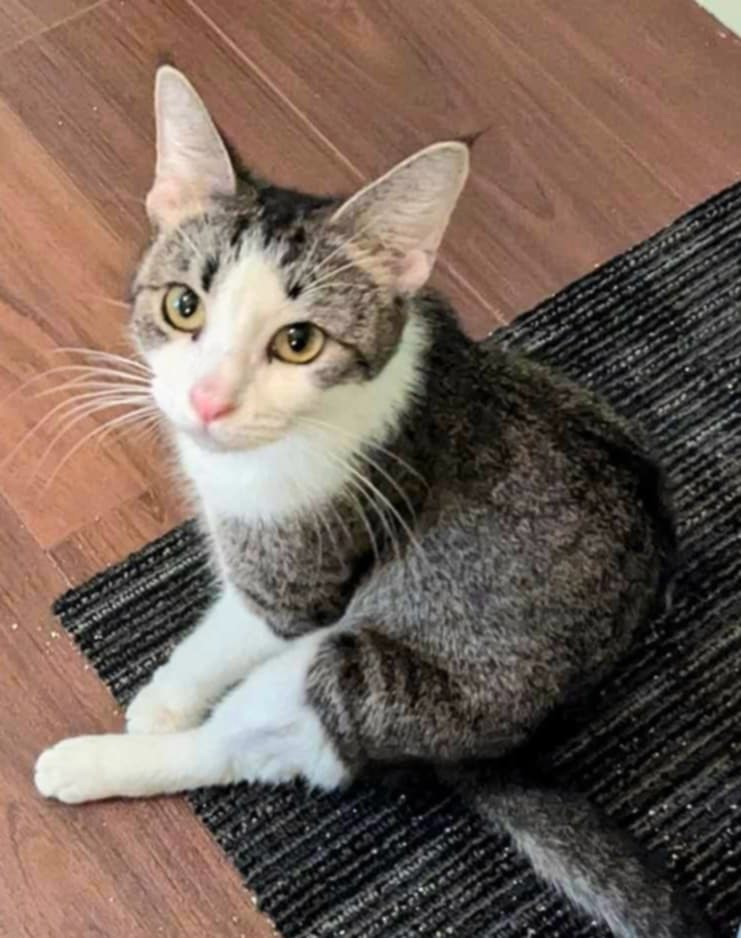 Suni, a Adoptable Domestic Short Hair in Greenville, NC image 4/6