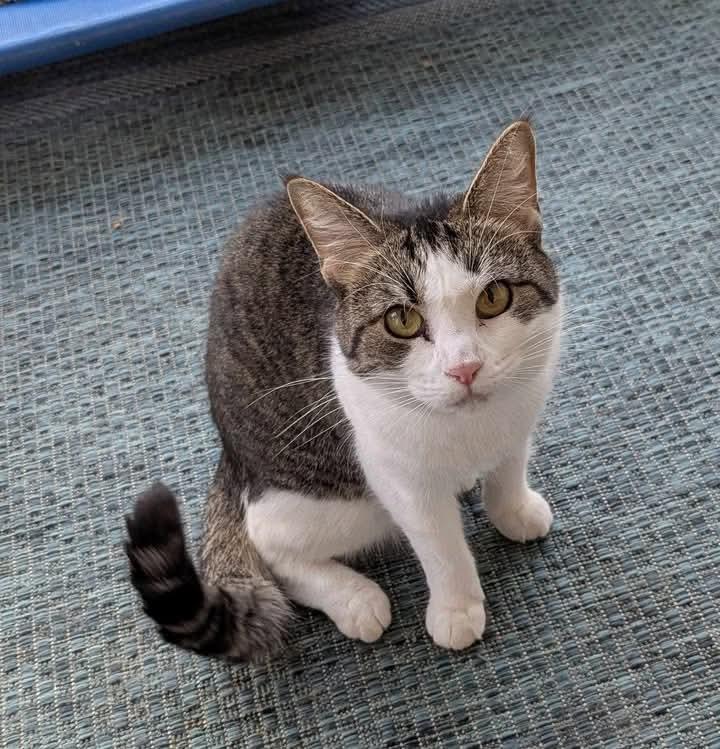 Suni, a Adoptable Domestic Short Hair in Greenville, NC image 6/6