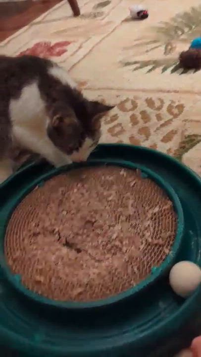 Enlarge Suni, a Adoptable Domestic Short Hair in Greenville, NC video 5/6