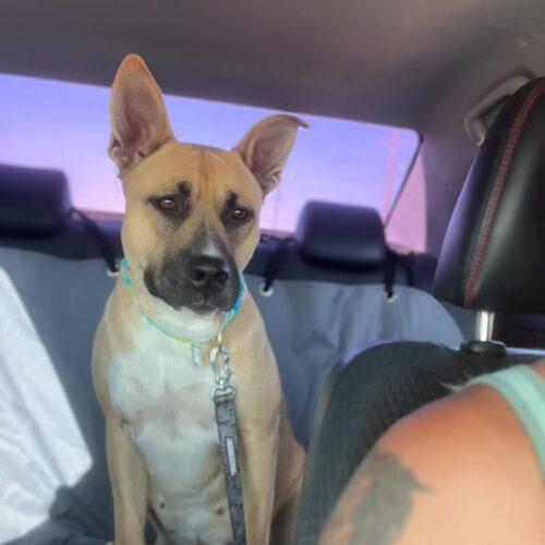 Enlarge Darla, a Adoptable mixed breed in Visalia, CA image 1/5