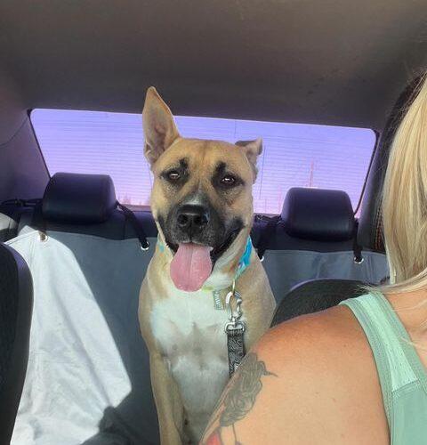 Enlarge Darla, a Adoptable mixed breed in Visalia, CA image 2/5