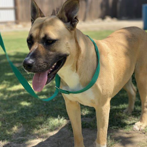 Enlarge Darla, a Adoptable mixed breed in Visalia, CA image 3/5