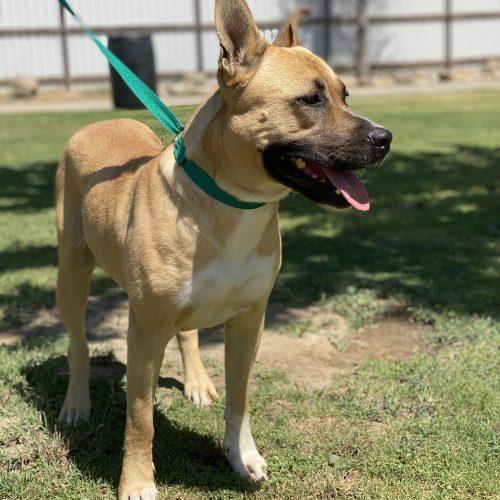 Enlarge Darla, a Adoptable mixed breed in Visalia, CA image 4/5