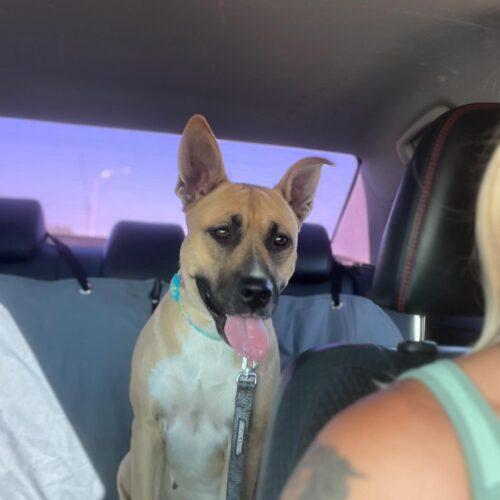 Enlarge Darla, a Adoptable mixed breed in Visalia, CA image 5/5