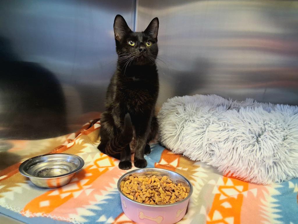 RUBY, Adoptable, Adult Female Domestic Short Hair.