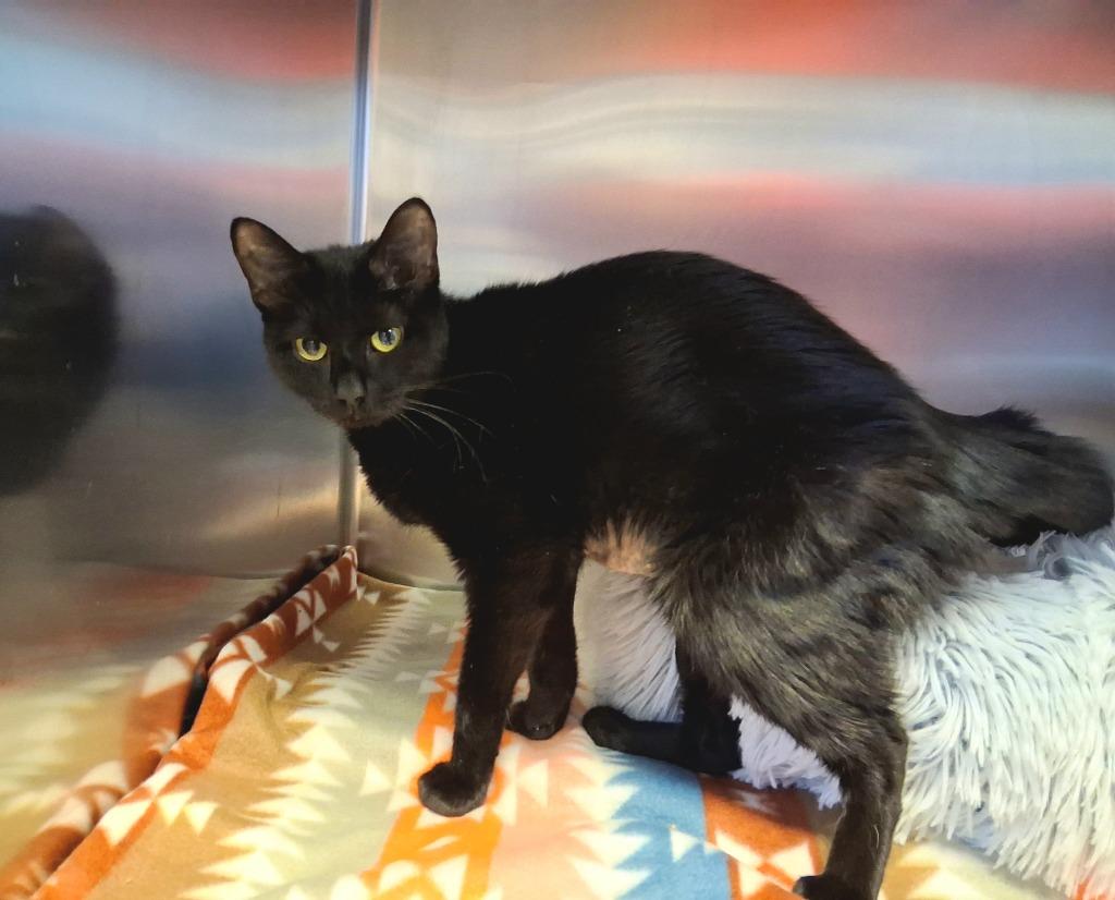 RUBY, a Adoptable mixed breed in Wintersville, OH image 2/6