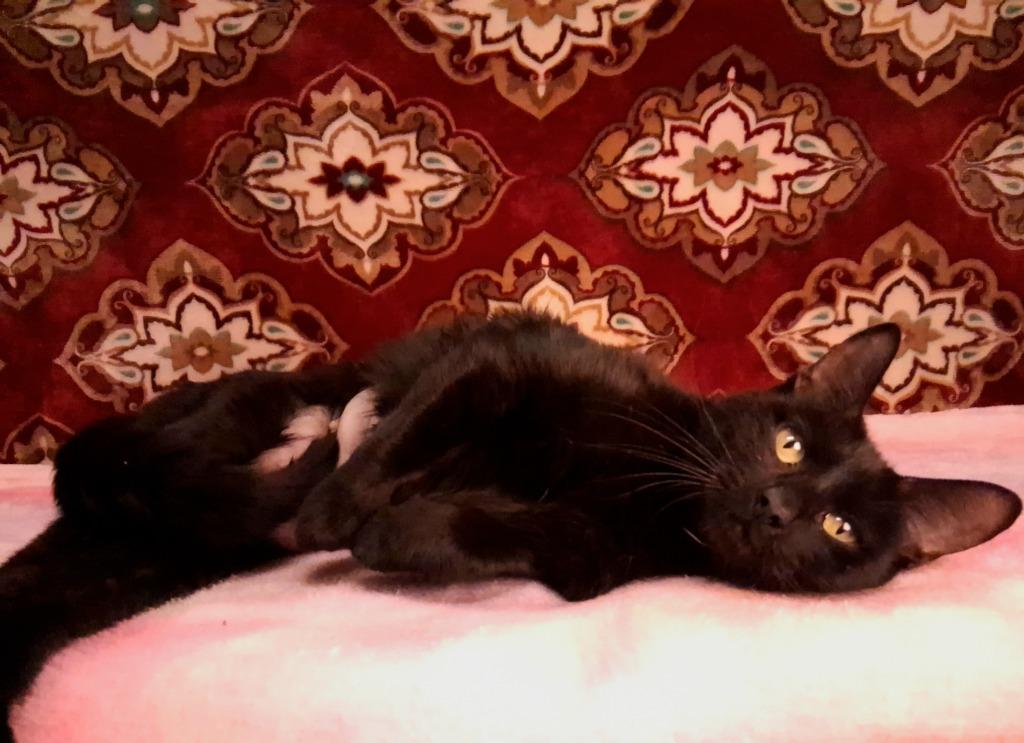 RUBY, a Adoptable mixed breed in Wintersville, OH image 3/6