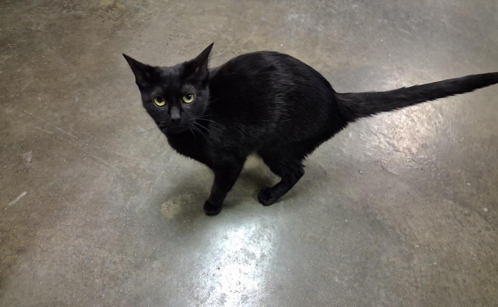 RUBY, a Adoptable mixed breed in Wintersville, OH image 5/6