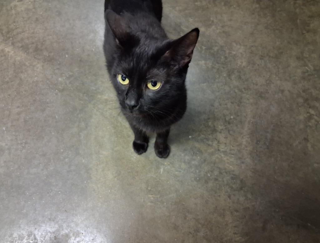 RUBY, a Adoptable mixed breed in Wintersville, OH image 6/6