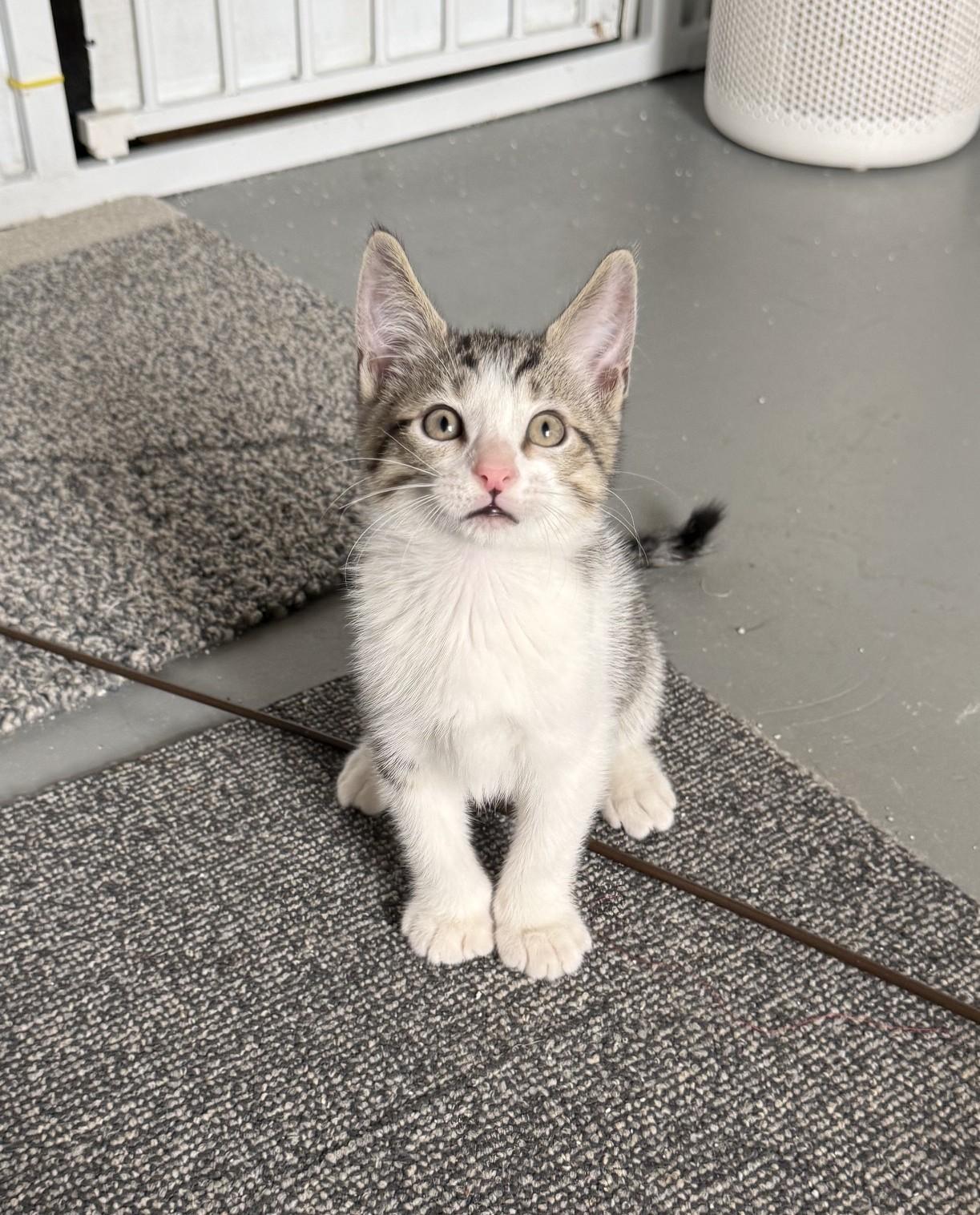 Benedict, ADOPTABLE, Kitten Male Domestic Short Hair & Tabby.