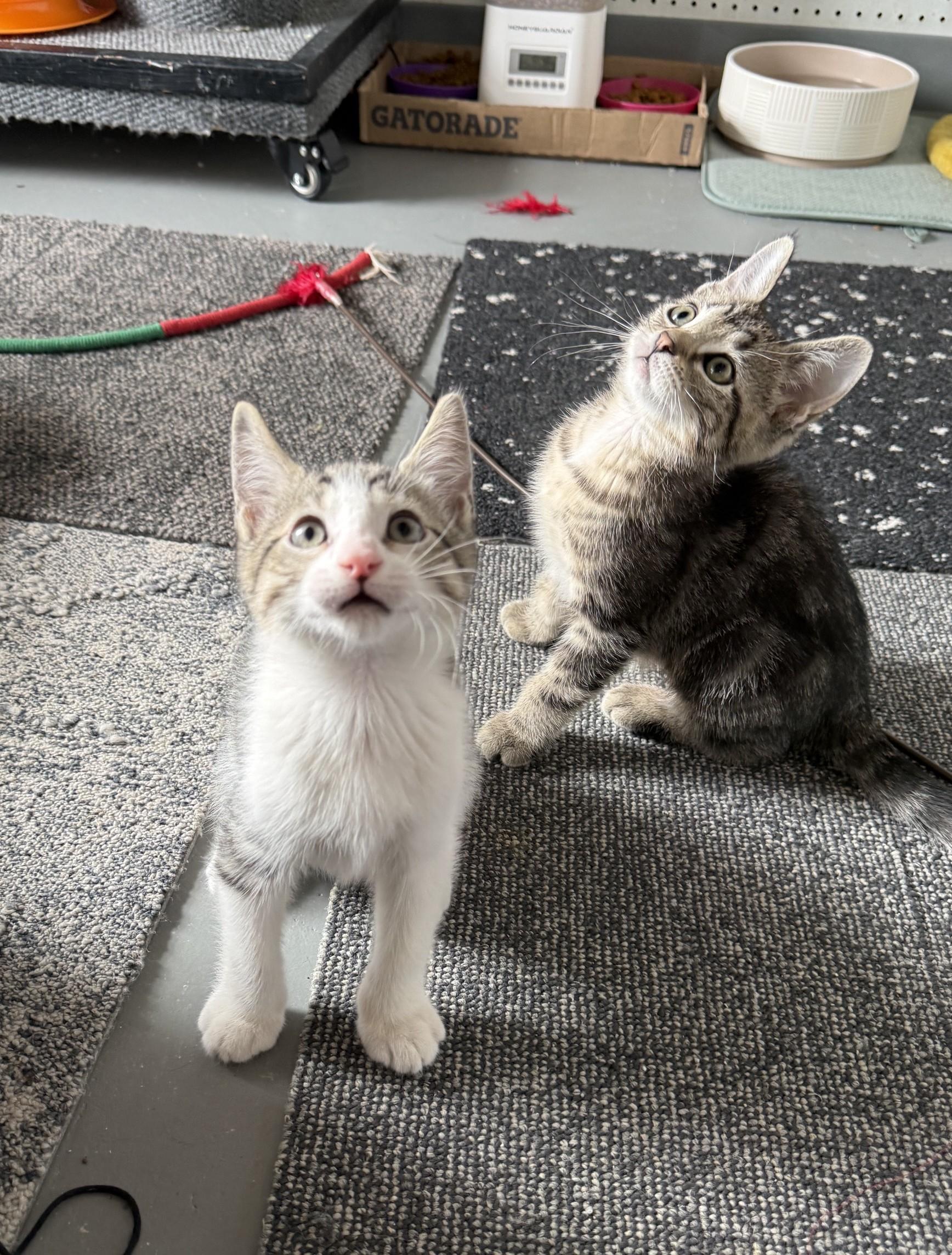 Enlarge Benedict, a ADOPTABLE mixed breed in Jefferson, LA image 2/4