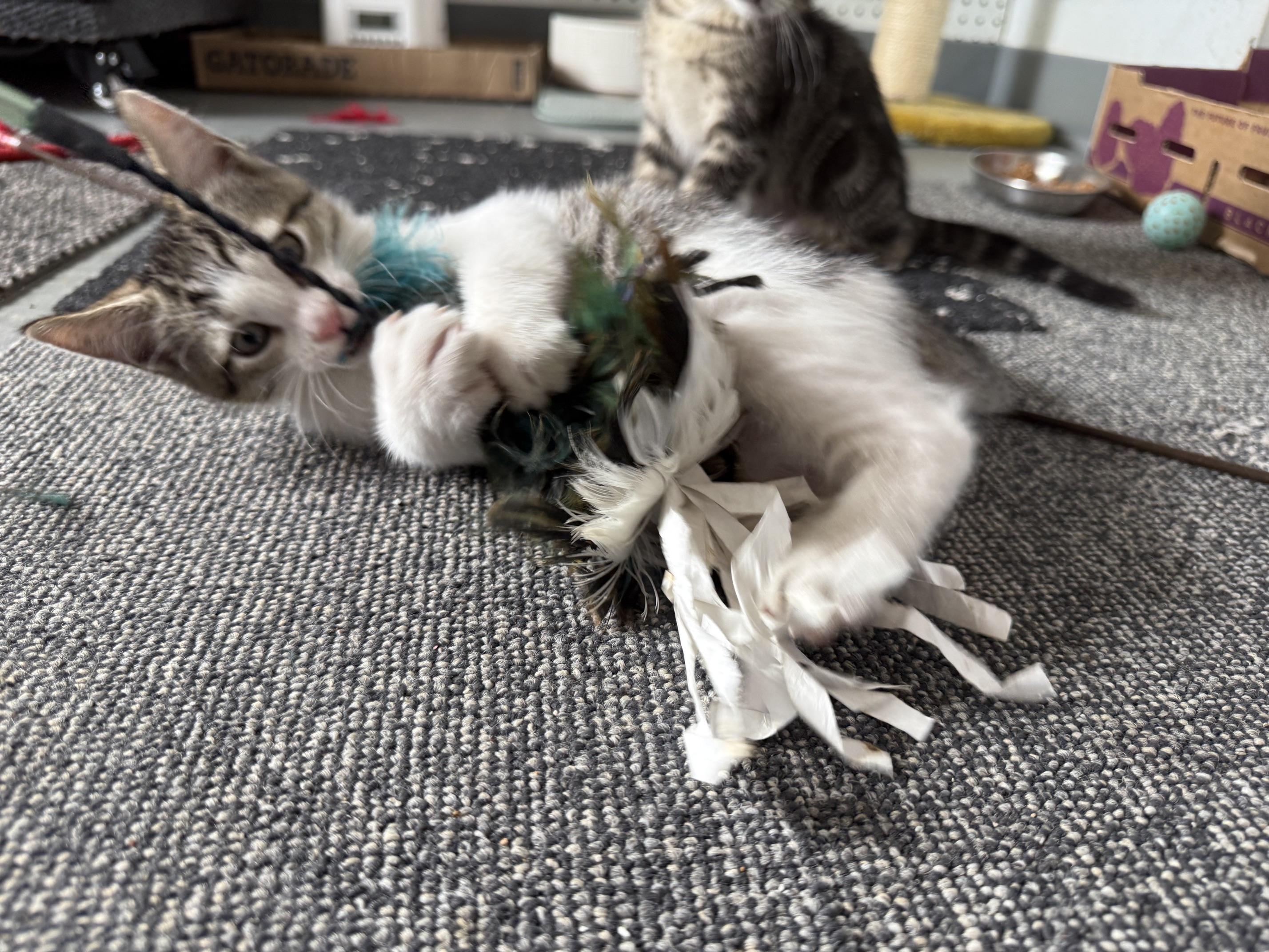 Enlarge Benedict, a ADOPTABLE mixed breed in Jefferson, LA image 4/4