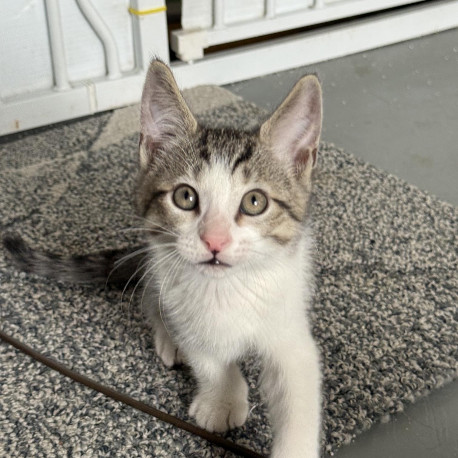 Enlarge Benedict, a ADOPTABLE mixed breed in Jefferson, LA image 3/4