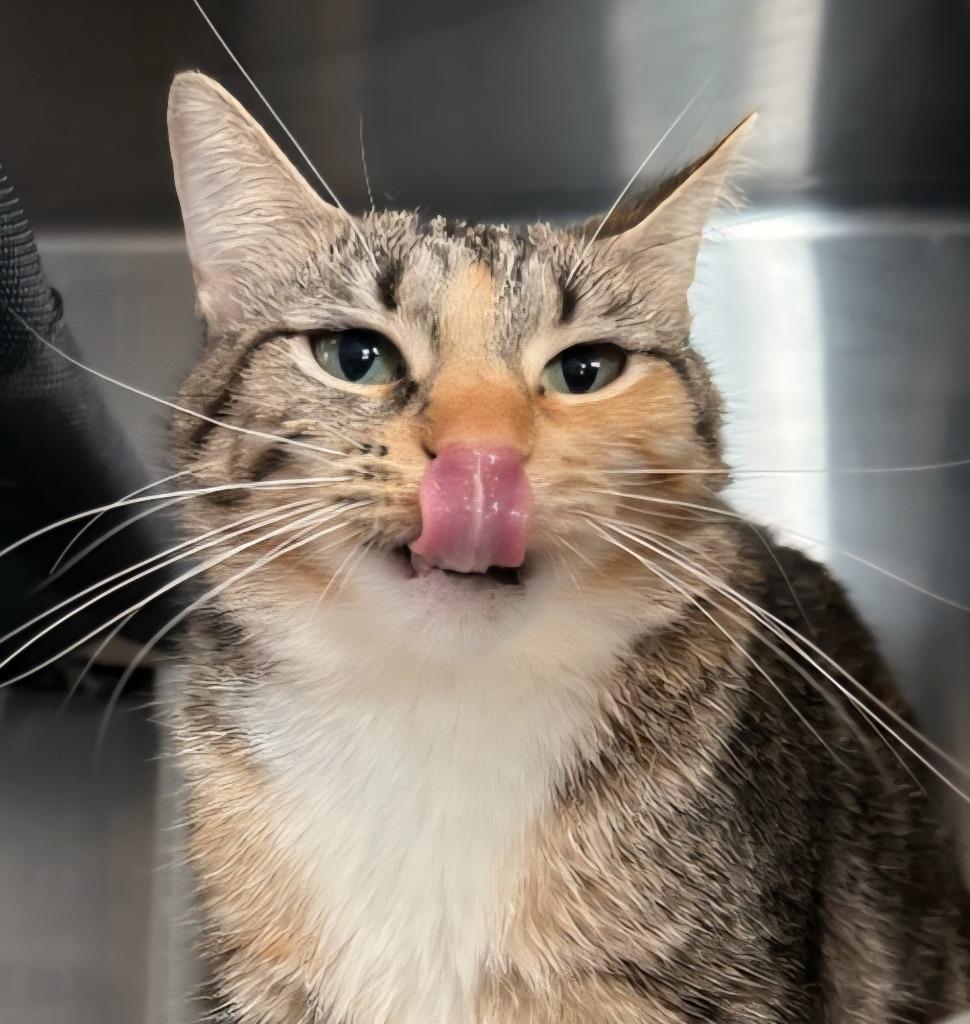 Enlarge GM Keki / GM Tuesday, a Adoptable mixed breed in Ashland, WI image 1/3