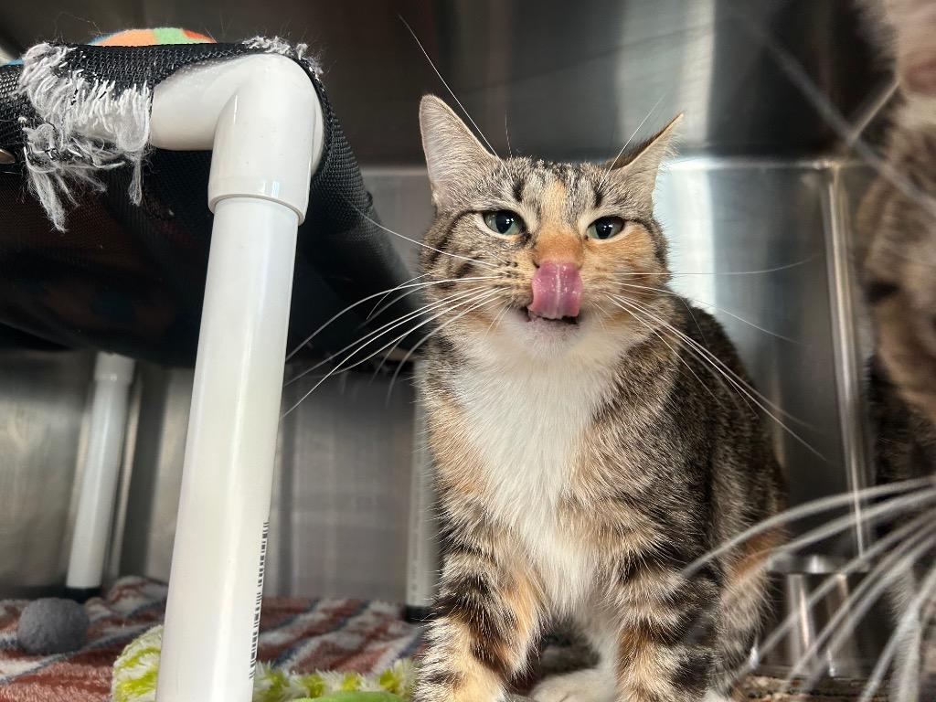 Enlarge GM Keki / GM Tuesday, a Adoptable mixed breed in Ashland, WI image 2/3