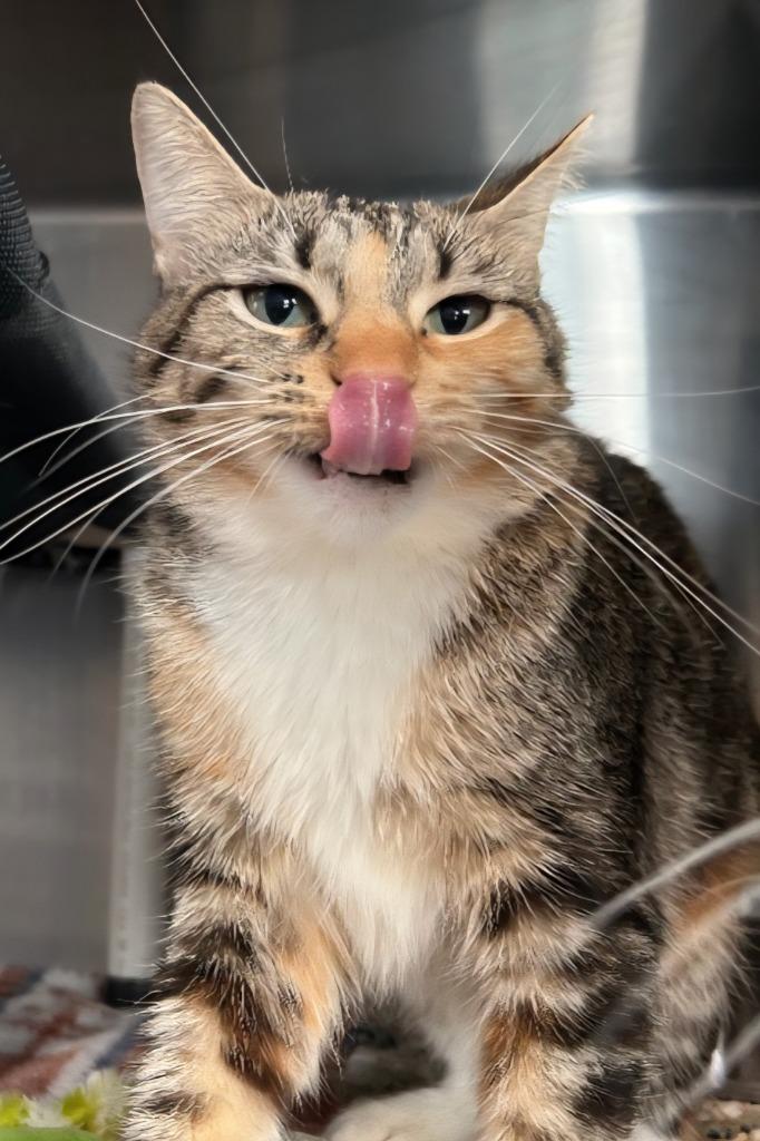 Enlarge GM Keki / GM Tuesday, a Adoptable mixed breed in Ashland, WI image 3/3