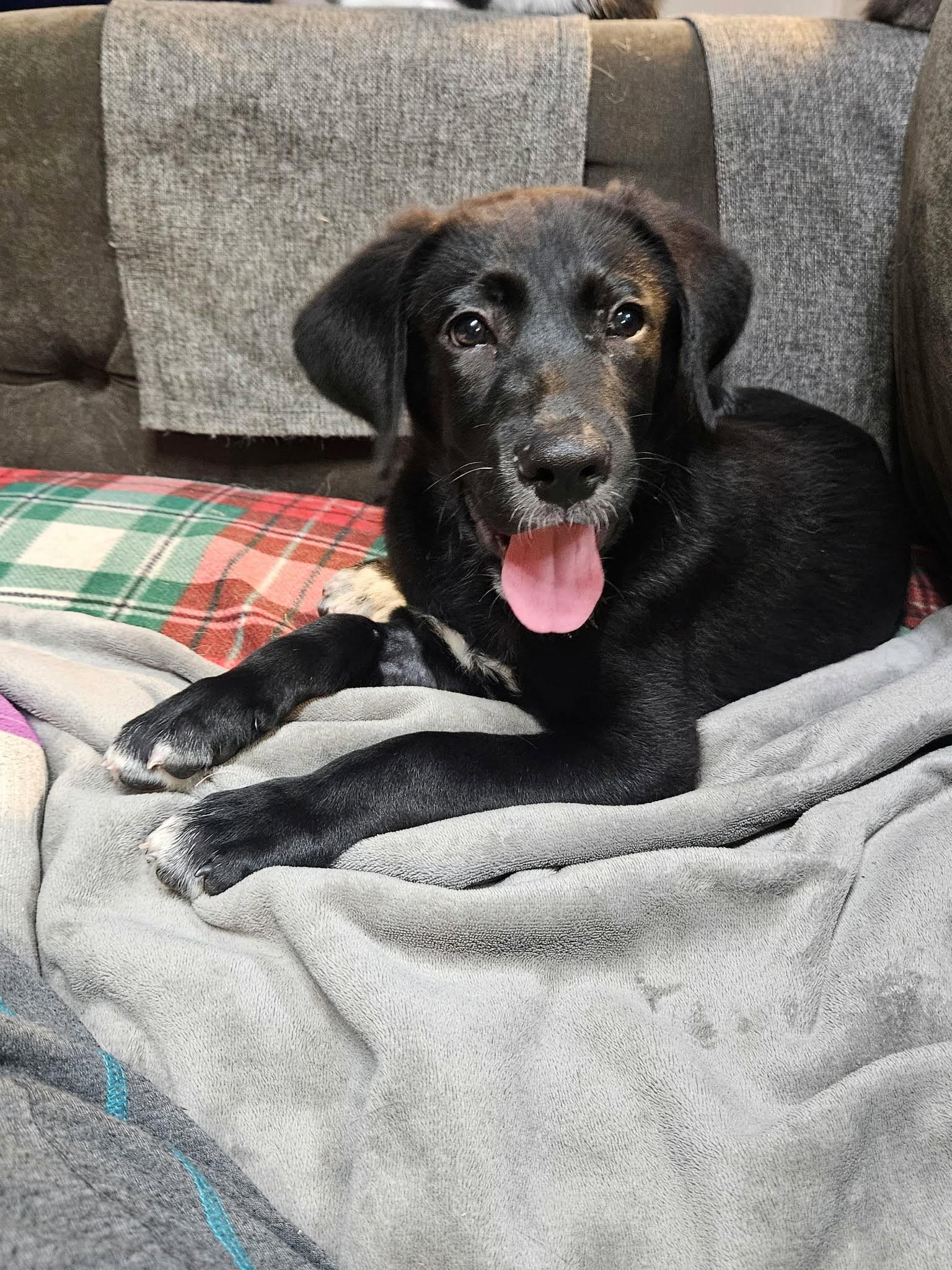 Bentley, a ADOPTABLE mixed breed in Huntsville, AL image 4/4