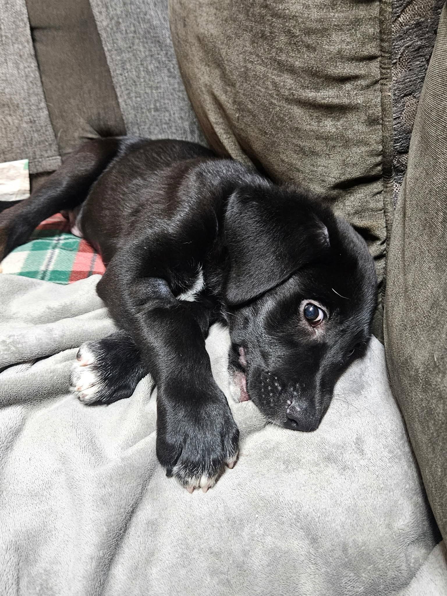Bentley, a ADOPTABLE mixed breed in Huntsville, AL image 2/4