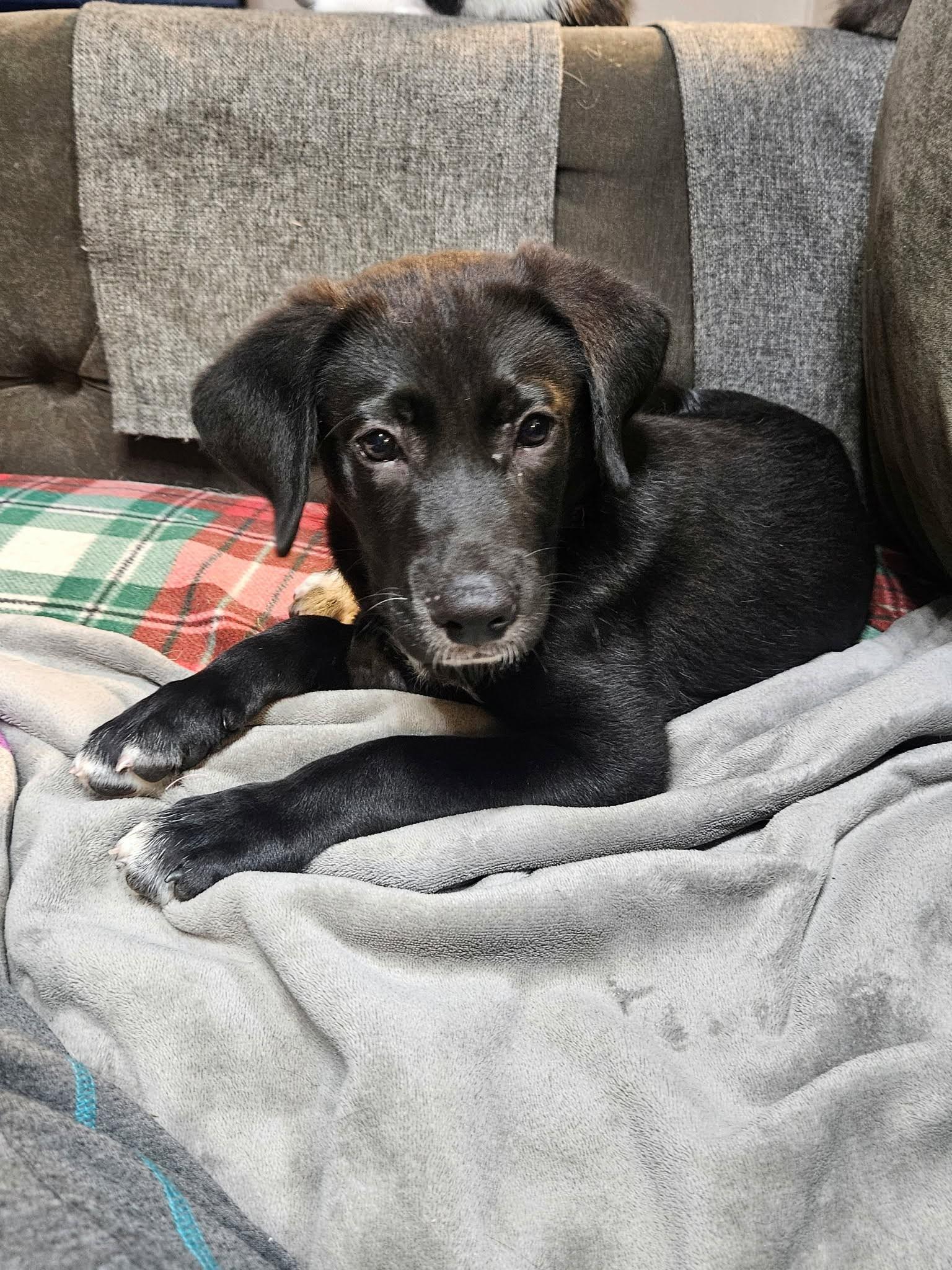 Bentley, a ADOPTABLE mixed breed in Huntsville, AL image 1/4
