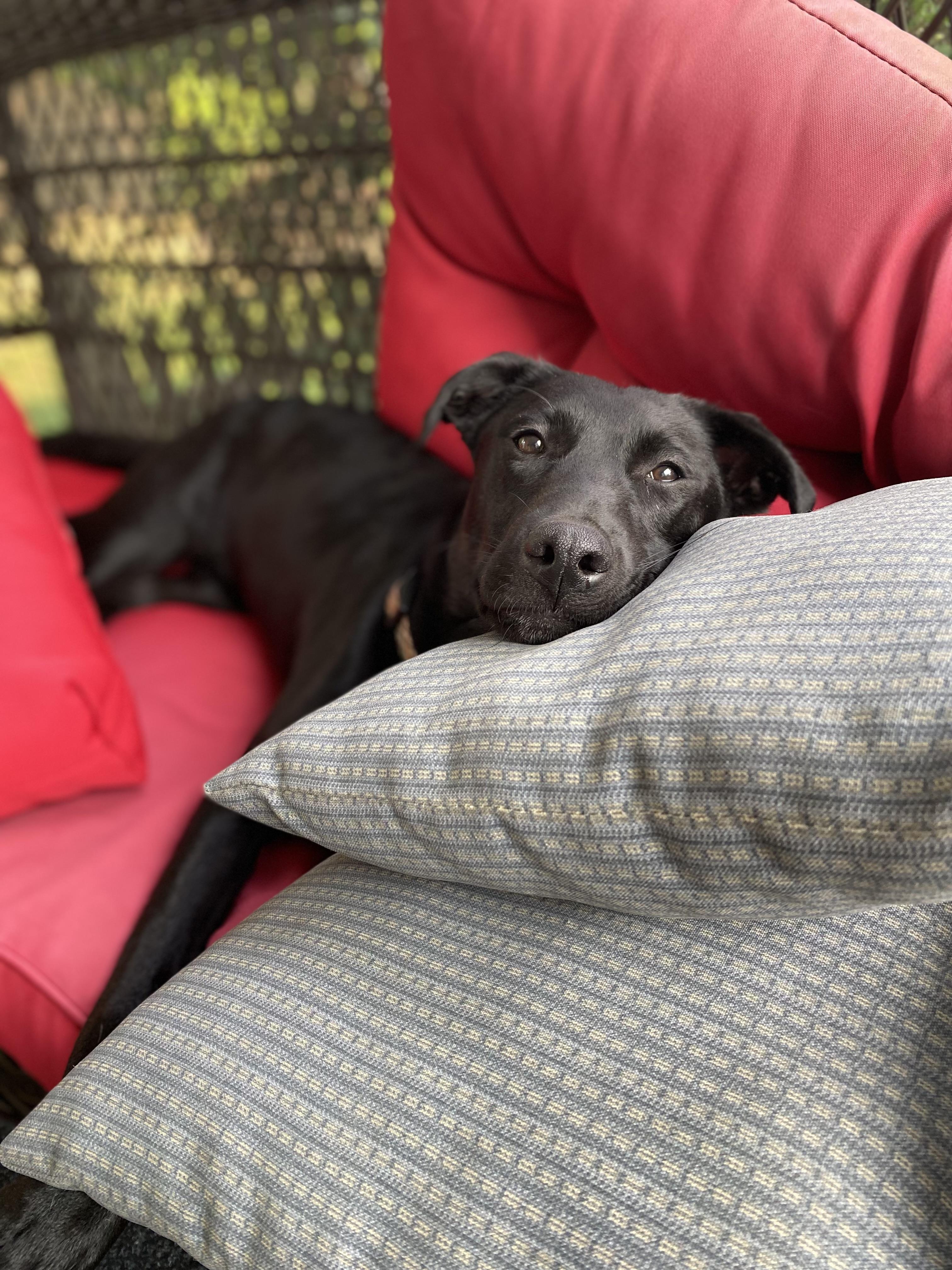 Gabbie, Adopted, Young Female Black Labrador Retriever.