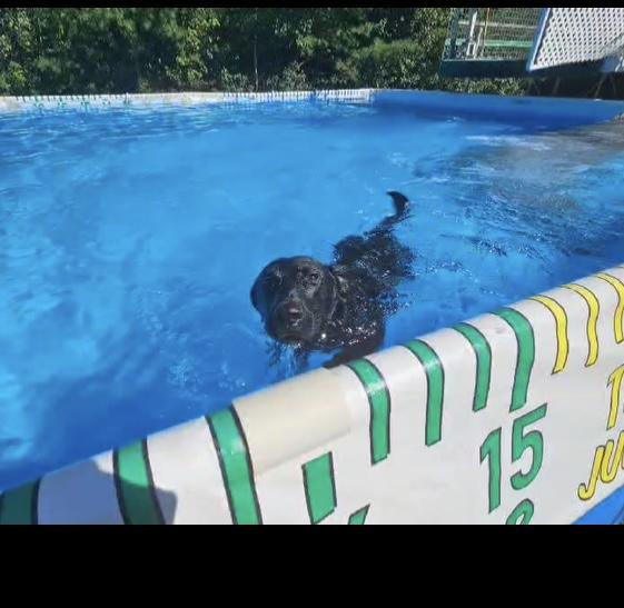 Enlarge Gabbie, a Adopted Black Labrador Retriever in Portland, ME image 5/6