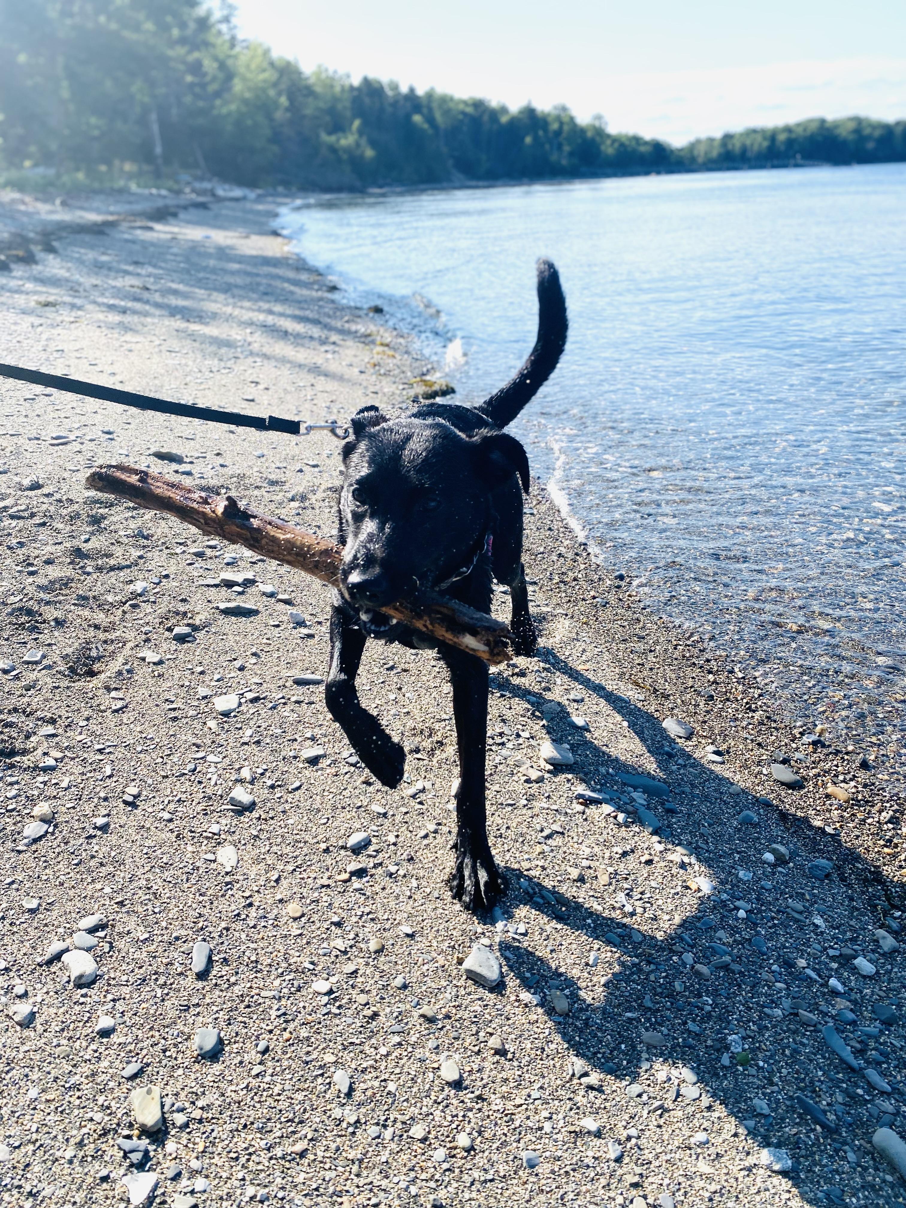 Enlarge Gabbie, a Adopted Black Labrador Retriever in Portland, ME image 6/6