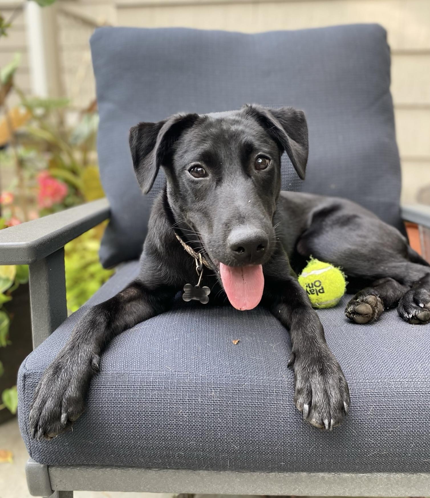 Enlarge Gabbie, a Adopted Black Labrador Retriever in Portland, ME image 2/6