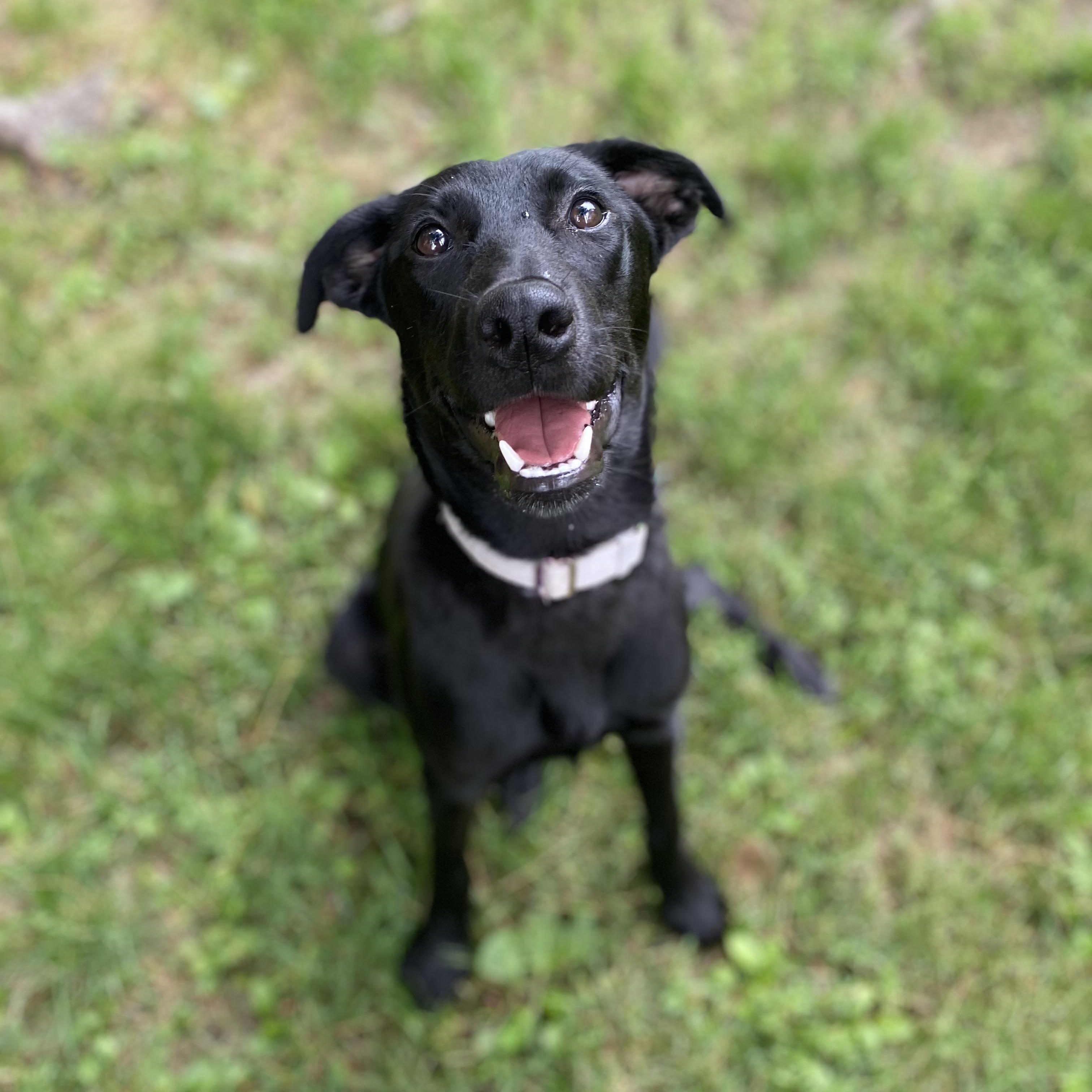 Enlarge Gabbie, a Adopted Black Labrador Retriever in Portland, ME image 3/6