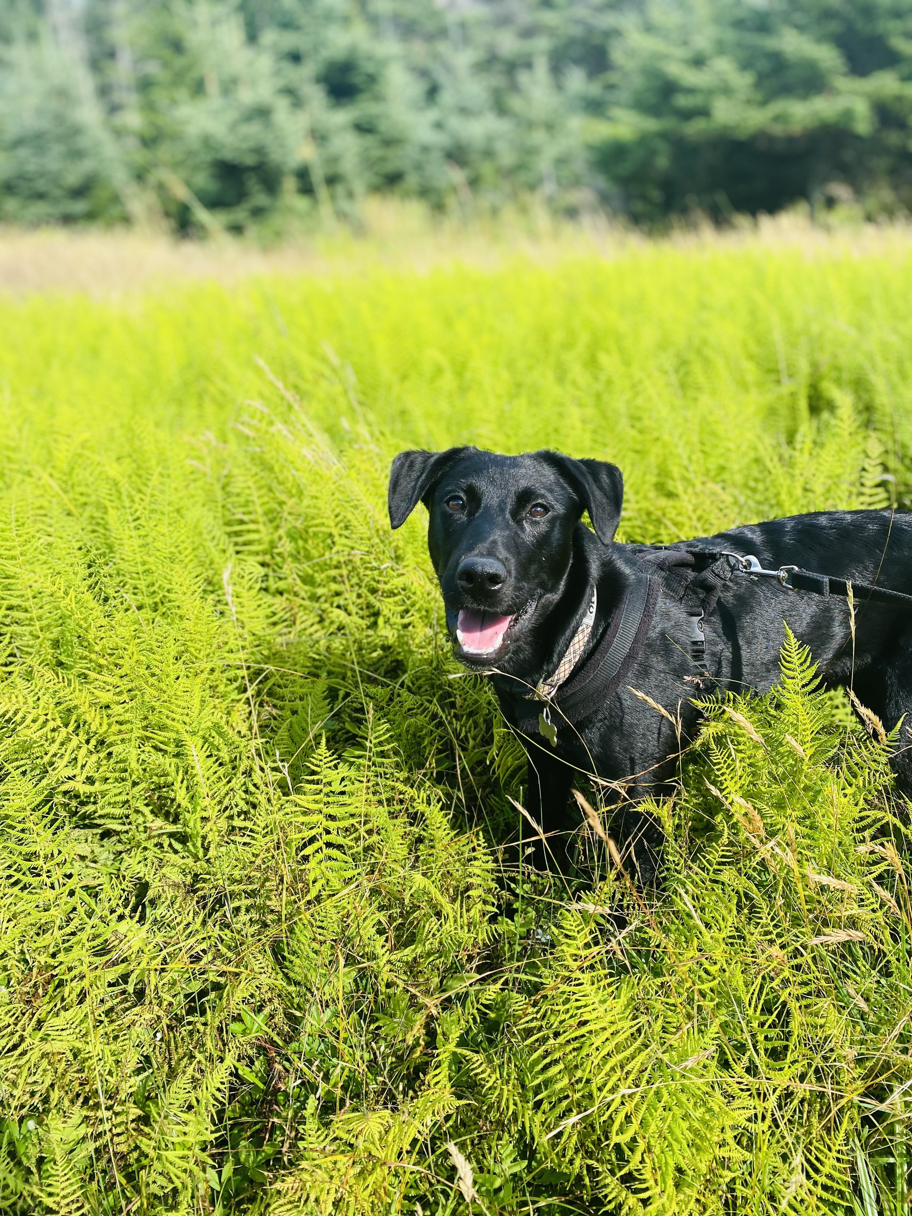 Enlarge Gabbie, a Adopted Black Labrador Retriever in Portland, ME image 4/6