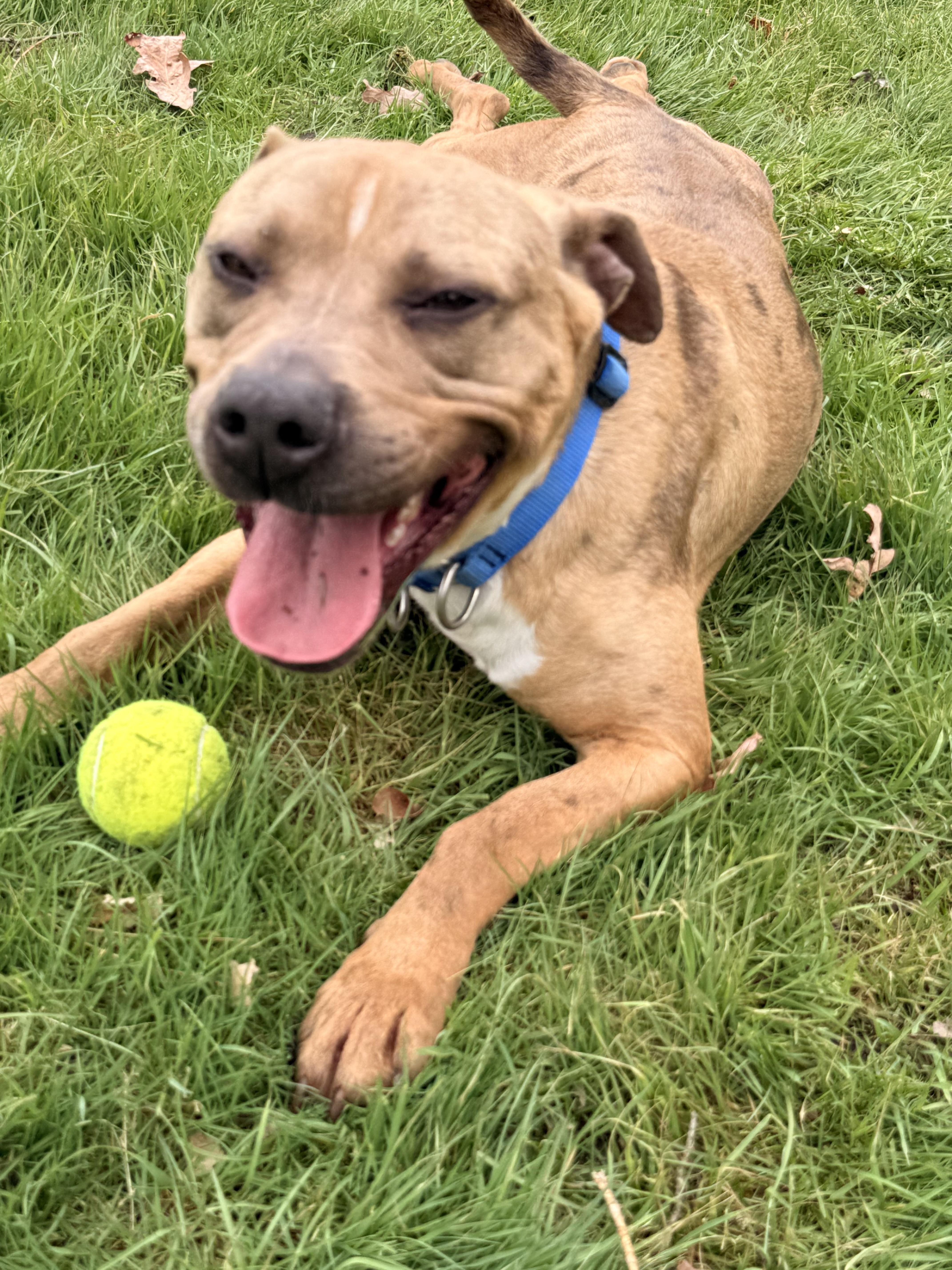 Dreamy , ADOPTABLE, Adult Male Pit Bull Terrier.