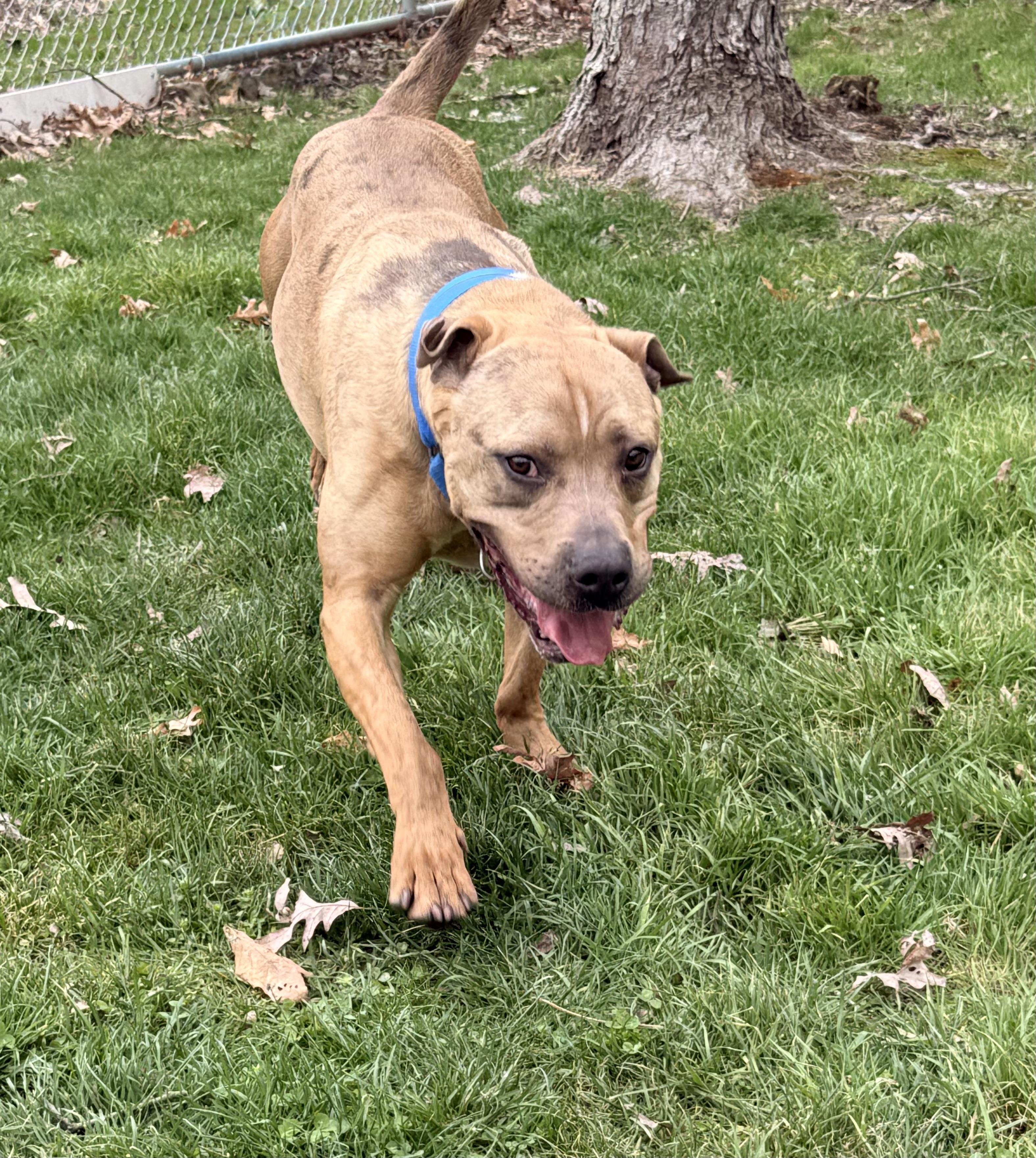 Enlarge Dreamy , a ADOPTABLE Pit Bull Terrier in Clinton, PA image 2/4