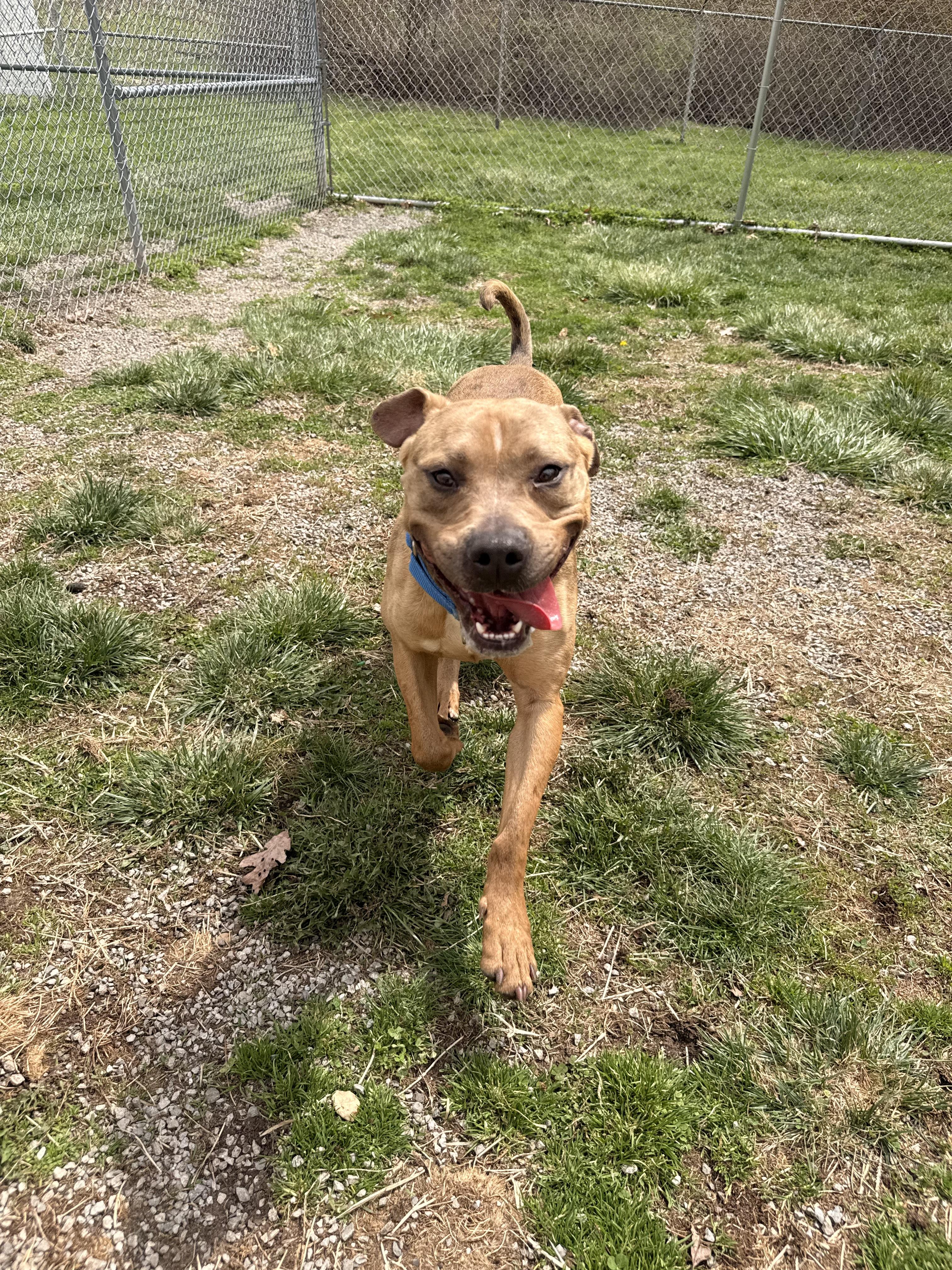 Enlarge Dreamy , a ADOPTABLE Pit Bull Terrier in Clinton, PA image 2/6