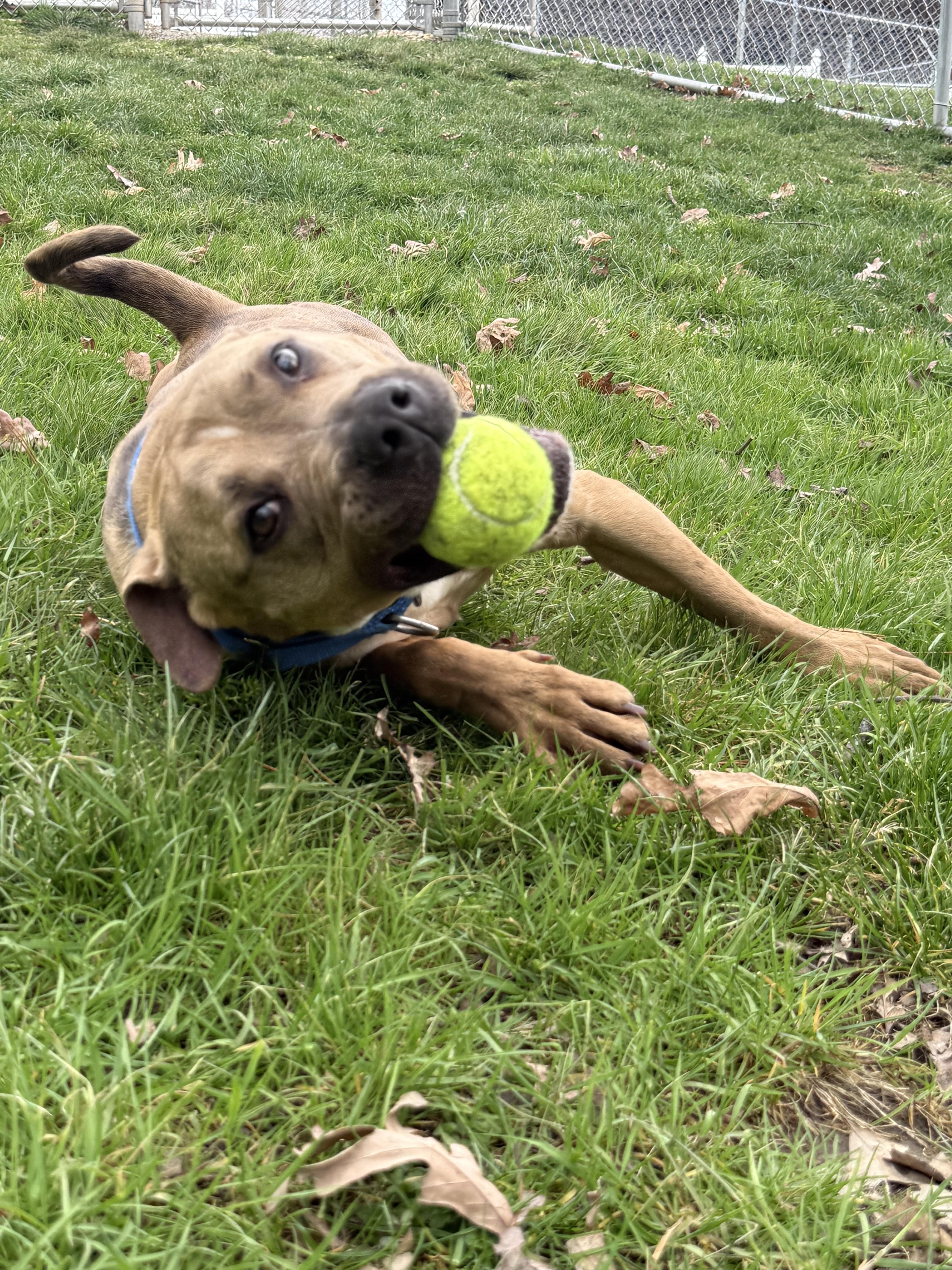 Enlarge Dreamy , a ADOPTABLE Pit Bull Terrier in Clinton, PA image 6/6