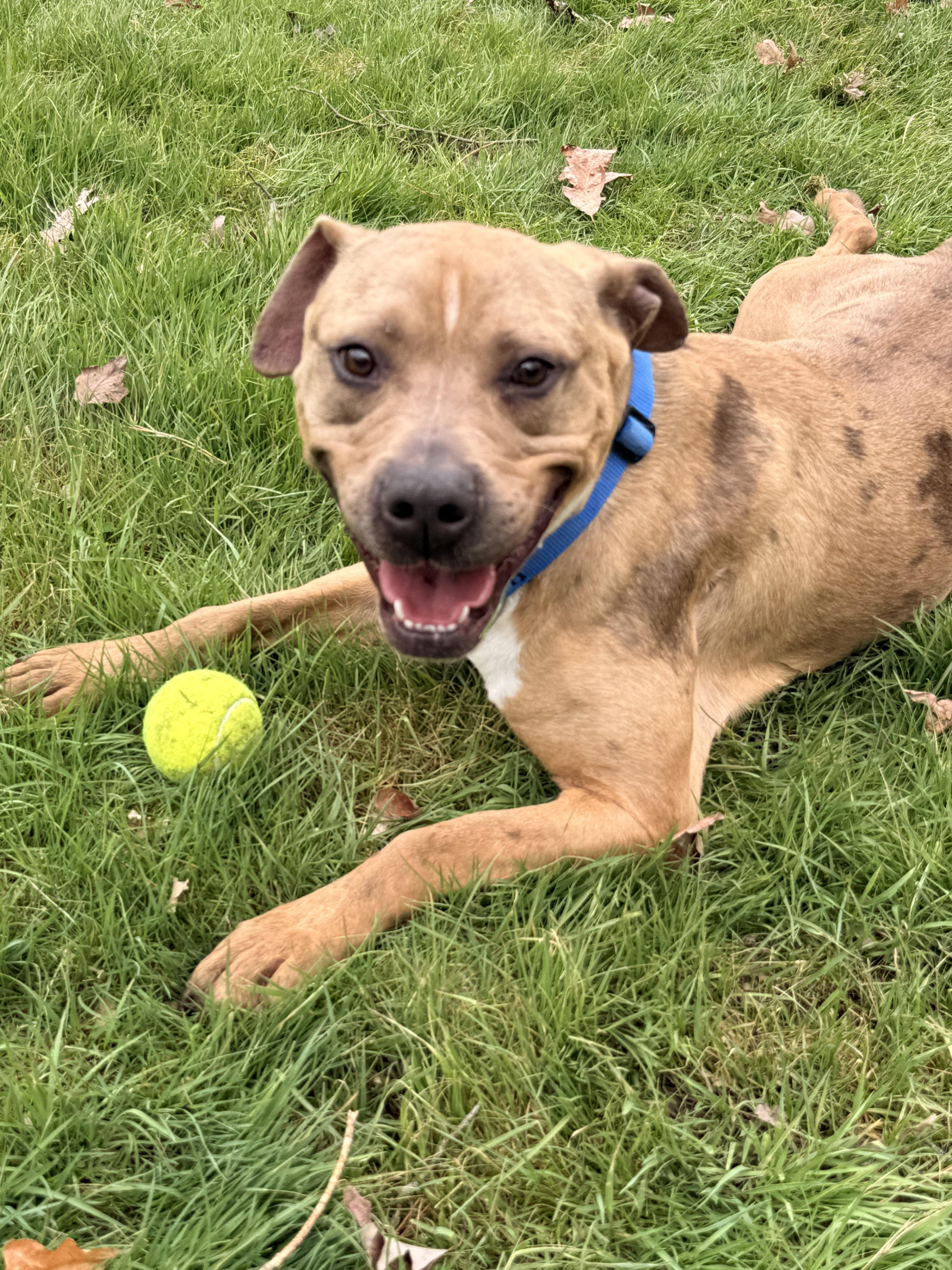 Enlarge Dreamy , a ADOPTABLE Pit Bull Terrier in Clinton, PA image 3/4