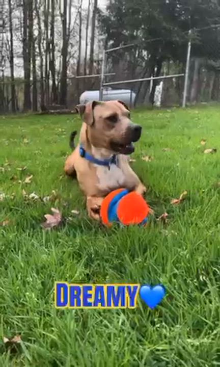 Enlarge Dreamy , a ADOPTABLE Pit Bull Terrier in Clinton, PA video 1/6