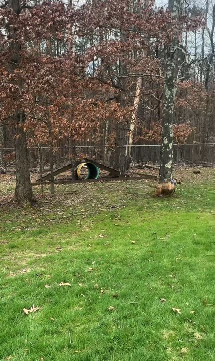 Enlarge Dreamy , a ADOPTABLE Pit Bull Terrier in Clinton, PA video 4/4