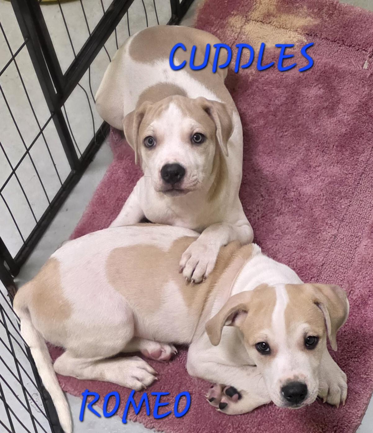 Cuddles, adopted, Young Female Labrador Retriever.