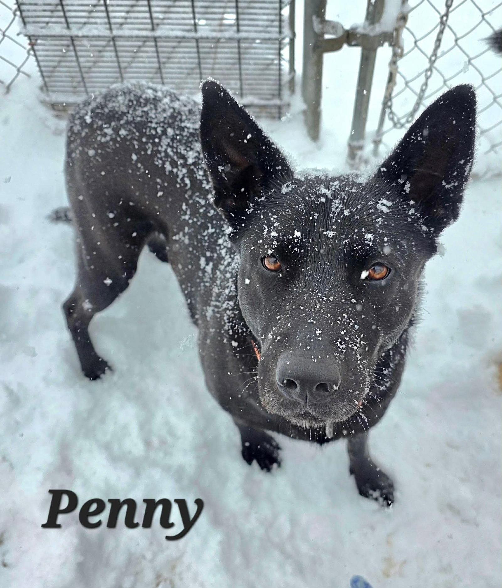 Enlarge Penny, a Adoptable Labrador Retriever in Detroit Lakes, MN image 1/3