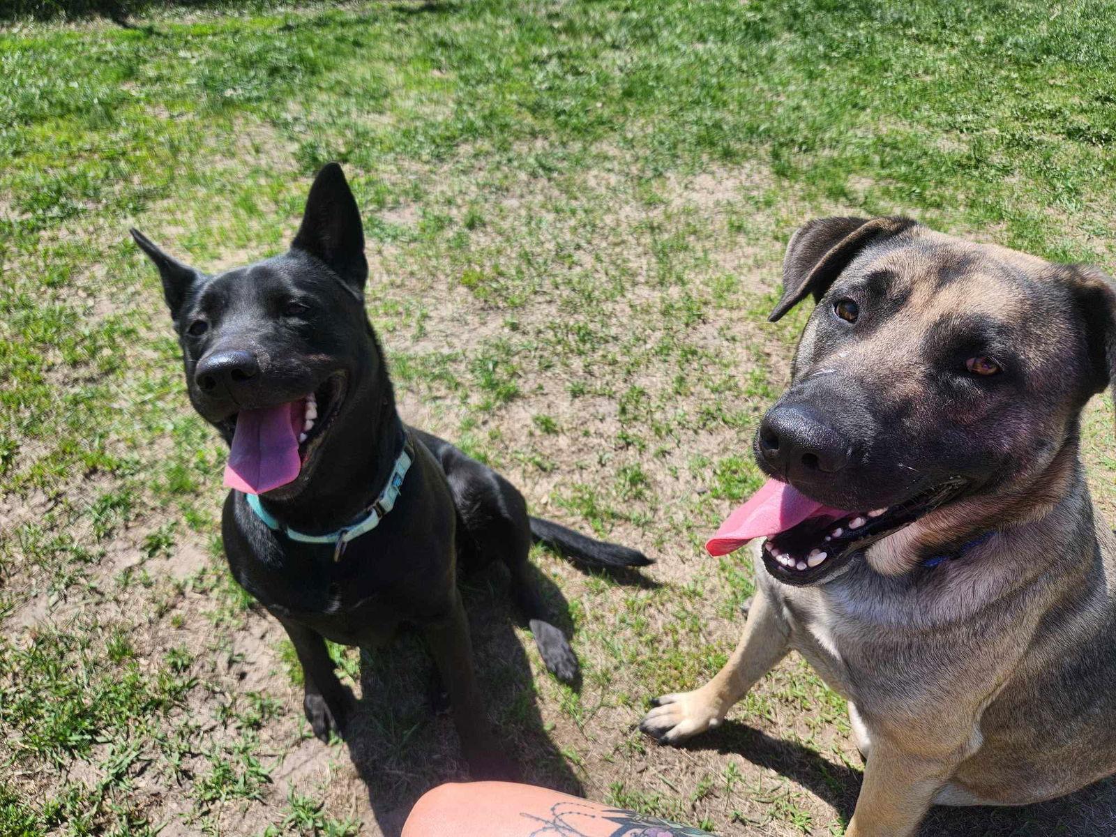 Penny, Adoptable, Young Female Labrador Retriever.